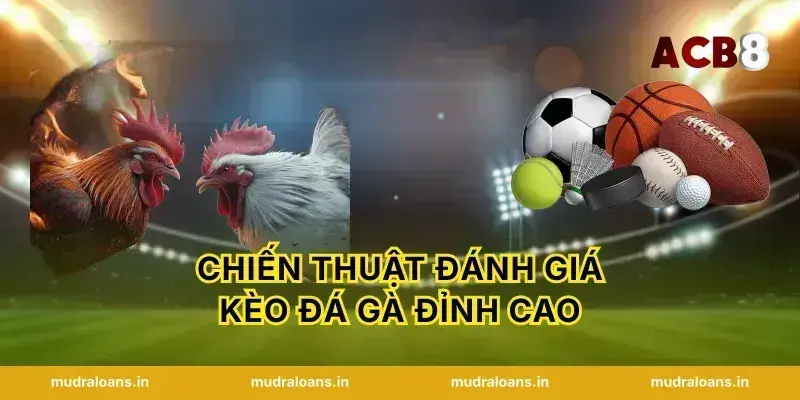 Chiến thuật đánh giá kèo đá gà đỉnh cao