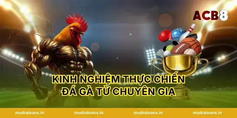 Kinh nghiệm thực chiến đá gà từ chuyên gia